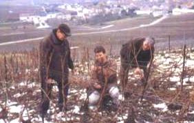 Champagne grand cru Cramant