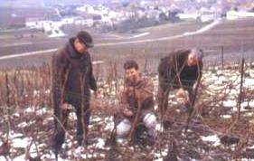 Champagne grand cru Cramant